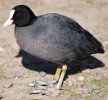 Straws Bridge Coot