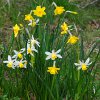 Straws Bridge Daffodils