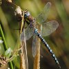 Straws Bridge Dragonfly