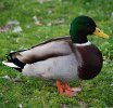 Straws Bridge Male Mallard