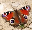 Straws Bridge Peacock Butterfly