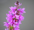 Straws Bridge Purple Flower