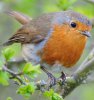 Straws Bridge Robin